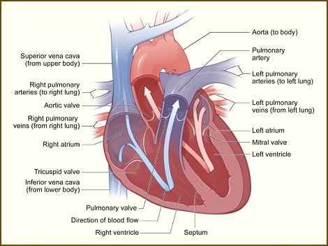 ... of the inside of a normal, healthy, human heart, interior view